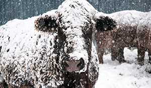 PDAP available for livestock producers impacted by spring blizzards